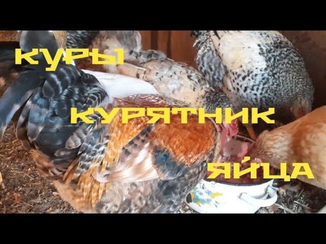 днём в курятнике. собираю яйца... смотреть онлайн