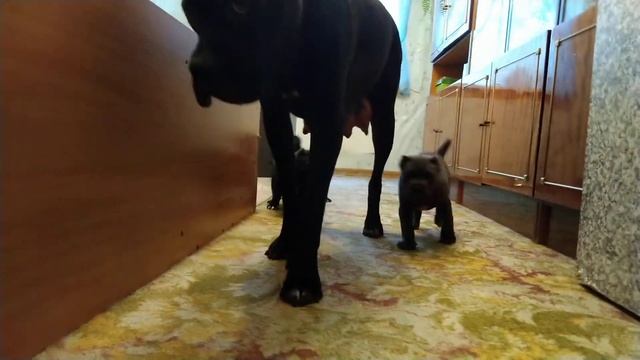 Щенки Кане Корсо. 1мес.10дней. смотреть онлайн
