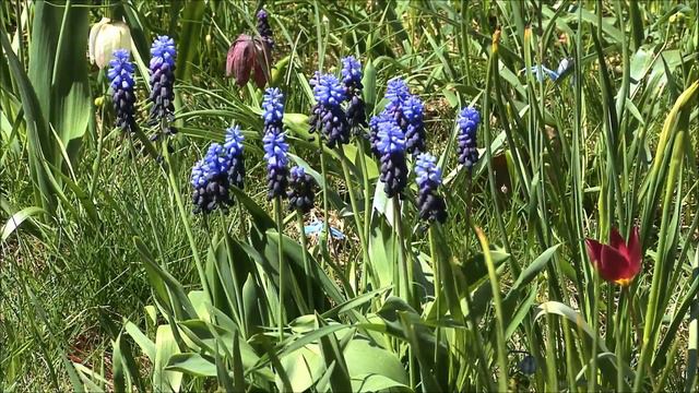 spring mantra смотреть онлайн