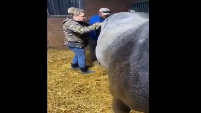 Is Birth Painful For Horses? | How Does A Horse Give Birth