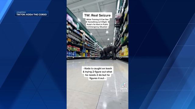 Service Dog alerts Harris Teeter employees to woman having seizure смотреть онлайн