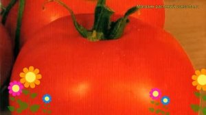 Томат обыкновенный Кумир. Краткий обзор, описание характеристик, где купить саженцы, семена Kumir