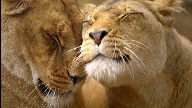 Поль Мориа-Душа на двоих