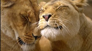 Поль Мориа-Душа на двоих