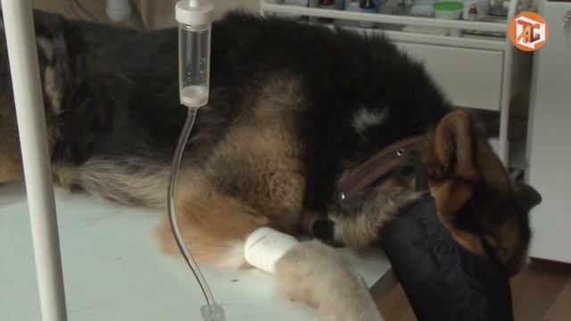 Бешенство собак смотреть онлайн