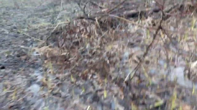 Я нашол подснежники у своего дома смотреть онлайн