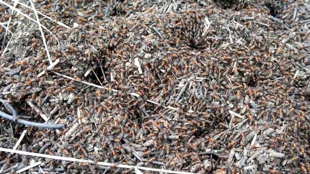 Полезные муравьи смотреть онлайн