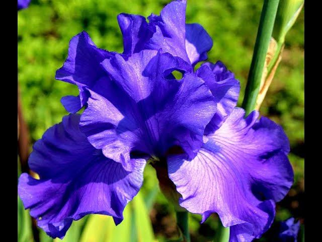 Ирис Yaguina Blue. Красивые цветы смотреть онлайн