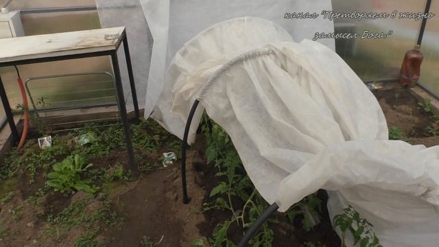 Высаживая рассаду защитите ее от заморозков и солнца смотреть онлайн