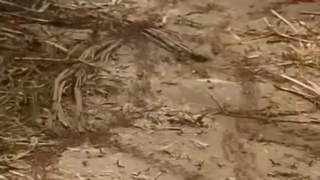 Разные насекомые смотреть онлайн