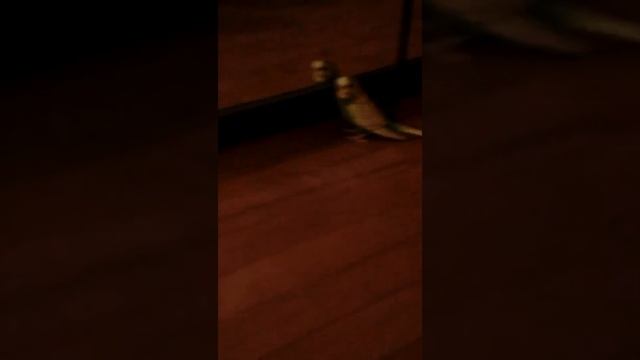 Жизнь маленького зелёного и пернатого микроба) смотреть онлайн