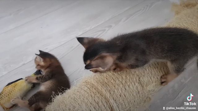 Котята чаузи. Аssassin первая охота смотреть онлайн