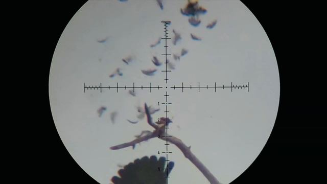 Edgun Leshiy 2 .30//The Debut смотреть онлайн