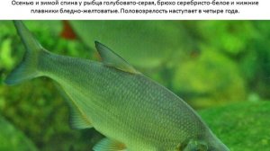 Фото и описание рыбы Рыбец.