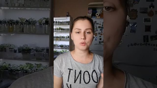 Мифы о фиалках. смотреть онлайн
