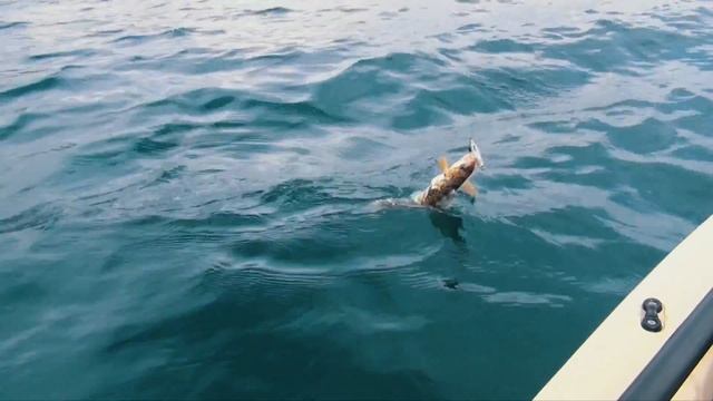 Владивосток. Андрей Старков. Каяк Kingfisher. Рыбалка с другом смотреть онлайн