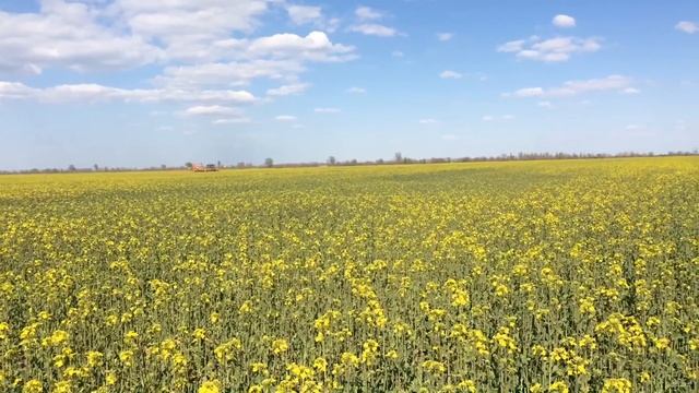 Последняя обработка рапса инсектицидами перед уборкой смотреть онлайн