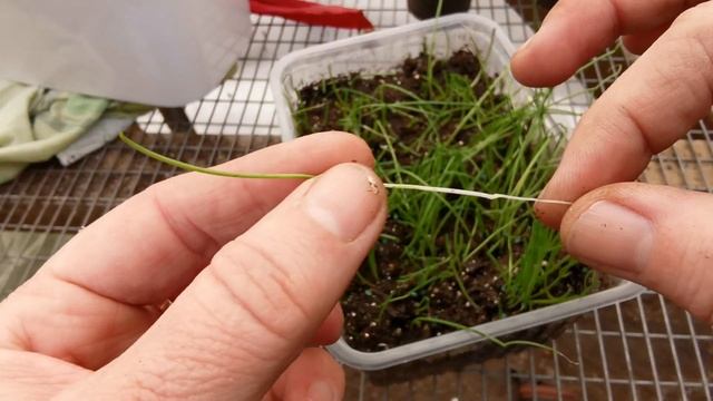 Рассада лука ЭКСИБИШЕН. ГЛАВНОЕ ПРАВИЛО выращивания ОГРОМНОГО ЛУКА! смотреть онлайн