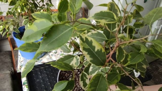 Как ПРАВИЛЬНО сделать прищипку фикусу Бенджамина #фикус #фикусбенджамина смотреть онлайн