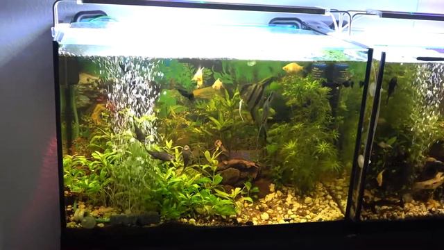 Аквариумы 2021 Октябрь - 3 смотреть онлайн