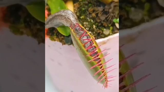 Как слизняку удалось спастись из ловушки хищного растения.⠀ смотреть онлайн