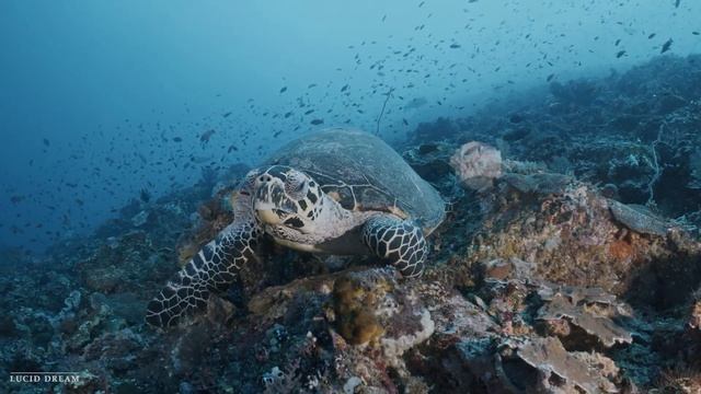 Шум моря ? музыка, расслабляющая водных животных? музыка лечащая нервы и помогающая заснуть смотреть онлайн