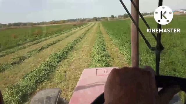 Люцерна Семиреченская третий укос, Трактор МТЗ 82.1 турбо сенокосилка Pöttinger смотреть онлайн