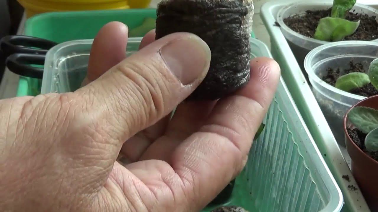 О размножение азалии летними отростками.