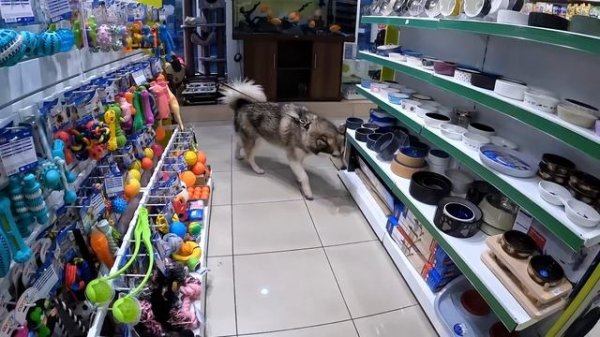 ПОКУПАЮ ВСЁ до чего Дотронется Моя Собака во Время ВЗРЫВОВ!