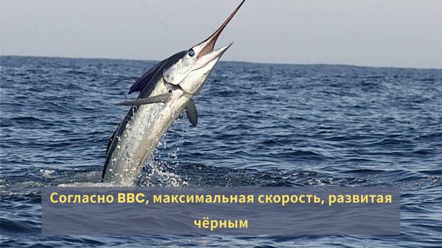 10 самых быстрых животных на планете. смотреть онлайн