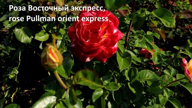 7 РОЗ, МЕНЯЮЩИЕ ОКРАС до неузнаваемости, изумительное зрелище! Здоровые розы с энергией роста! смотреть онлайн