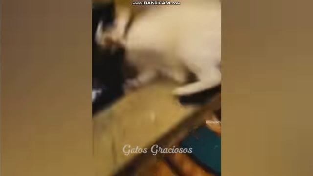 ПРИКОЛЫ КОТЫ. смотреть онлайн