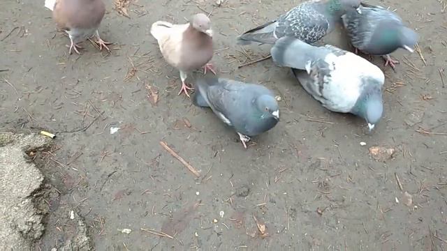 City Pigeons Tasted Peanuts / Городские голуби распробовали арахис