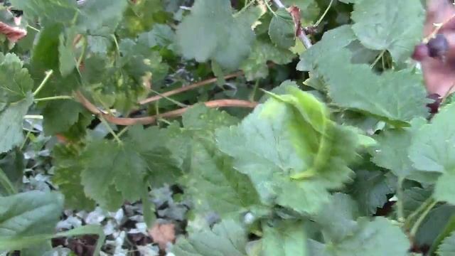 Йошта.куст попавший под майский заморозок 7.09.17 смотреть онлайн