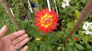 Георгины декоративные.  Обзор сортов, часть 1.