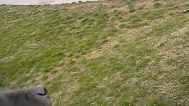 Mis pitbulls de paseo en el parque. смотреть онлайн