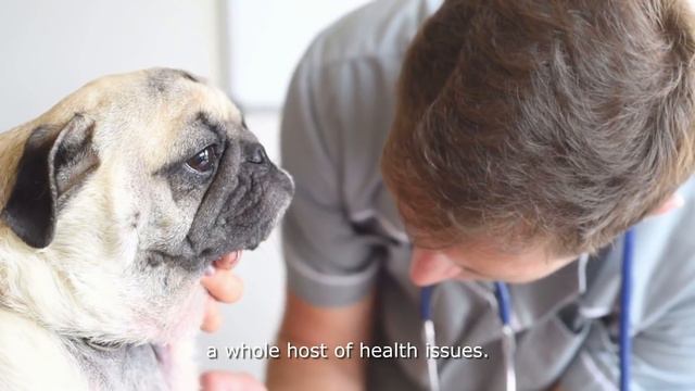 Pug Pros and Cons ( A Must Watch for New Potential Pug Owners ) смотреть онлайн