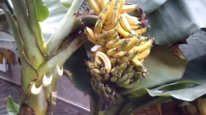 Банан Киевский карлик. Новогодний урожай.