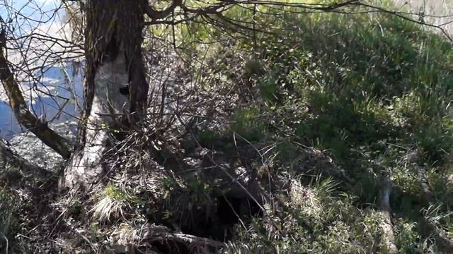 Заросший пруд-болото под Ульянихой (Кольчугинский район) смотреть онлайн