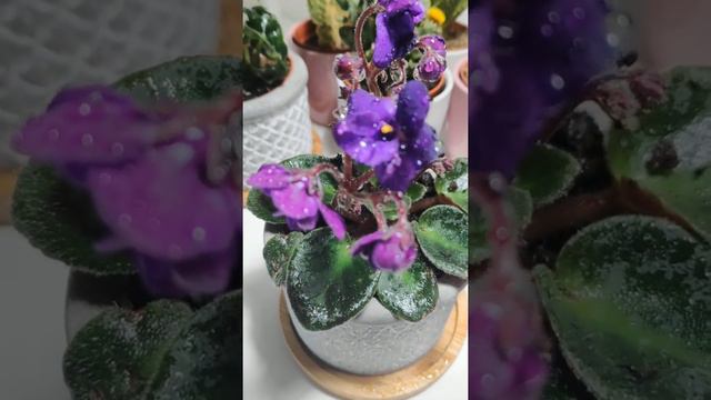 Hyacinthus orientalis, African Violet (mini saintpaulia / Usambaraveilchen) and Alocasia Curly смотреть онлайн