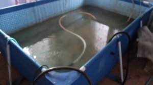 выращивание рыбки дома 2