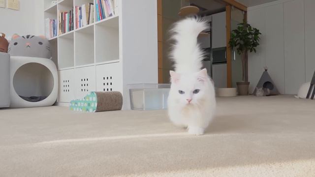 Cats Vs Nail Clipper | Kittisaurus
