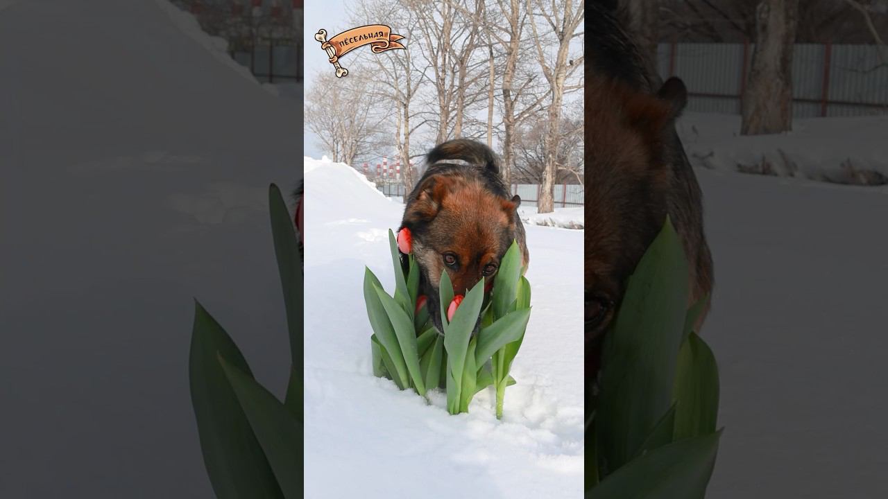 С восьмой мартой, девочки! смотреть онлайн