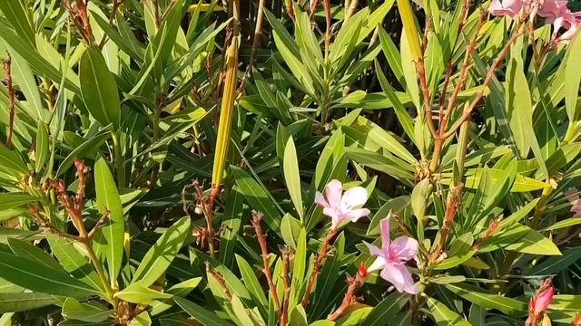 Адское дерево! Цветёт круглый год!Hell Plant Oleander!#сад #мандрагора #море#горы#прогулка#