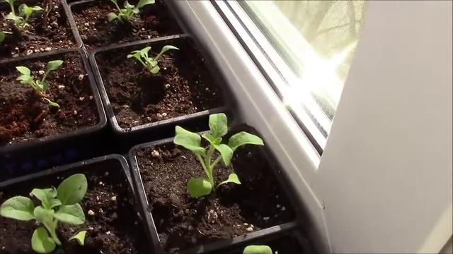 Петуния На Подоконнике Без Подсветки (30 марта) смотреть онлайн