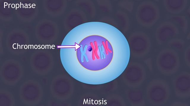 Mitosis and the Cell Cycle Animation смотреть онлайн
