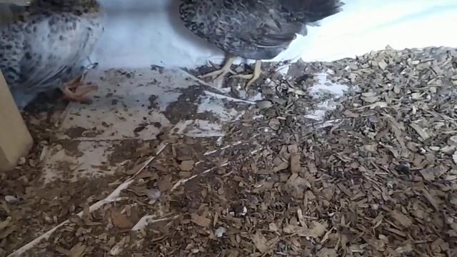 Насест для кур своими руками смотреть онлайн