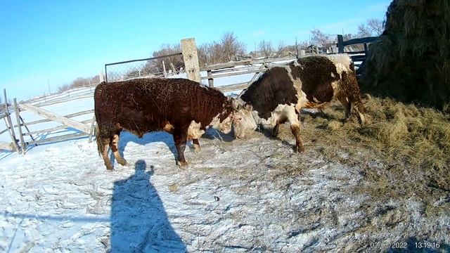 Бой быков смотреть онлайн