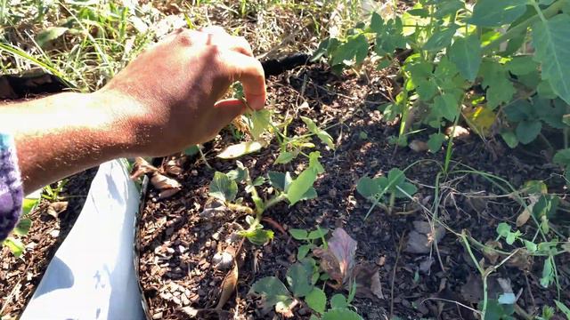 Kakheti Watermelon & Get Stuffed Tomato Harvest! Pineapple, Banana, Strawberry, Pepper & Pea UPDATE смотреть онлайн