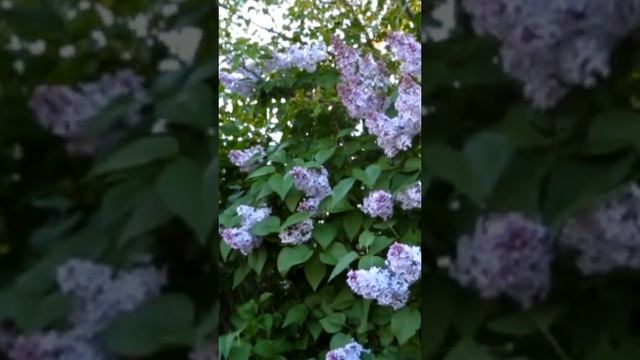 ЗАПАХ СИРЕНИ !!! ПОСТАВЬ ЛАЙК И ПОДПИШИСЬ !!! смотреть онлайн
